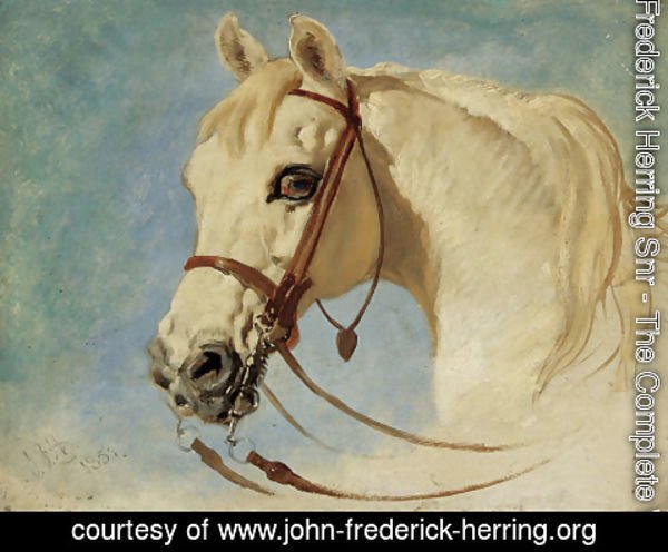 John Frederick Herring Snr - Head of a grey arab