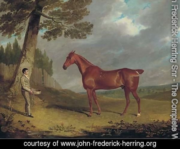 A chestnut hunter and a groom in a landscape