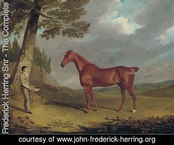 John Frederick Herring Snr - A chestnut hunter and a groom in a landscape