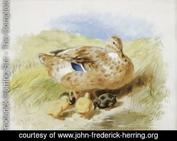 John Frederick Herring Snr - A Duck And Ducklings