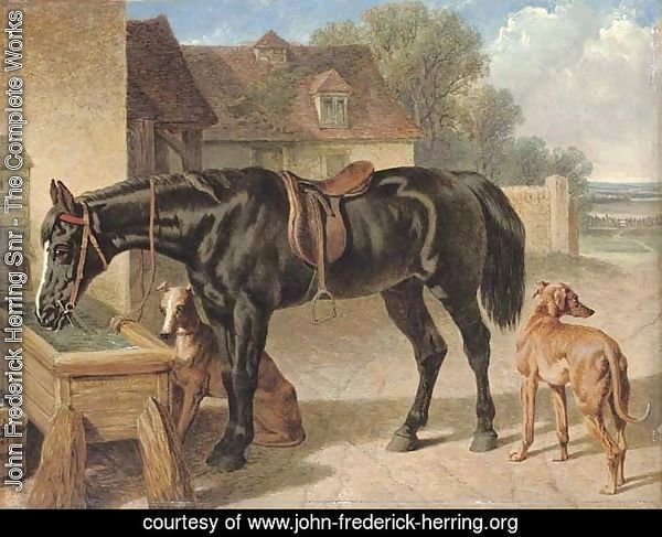 A farmer's hack and greyhounds