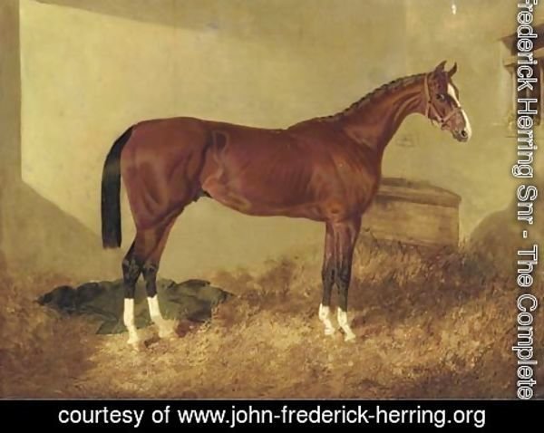 John Frederick Herring Snr - Aristides, a bay colt, in a loosebox