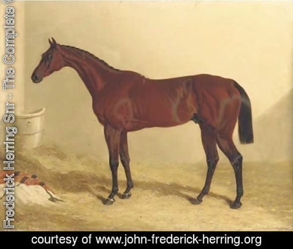 John Frederick Herring Snr - Bay Middleton, a bay racehorse in a loose box