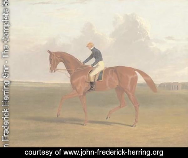 Colonel Peel's chestnut filly Vulture, with jockey up, on Newmarket Heath