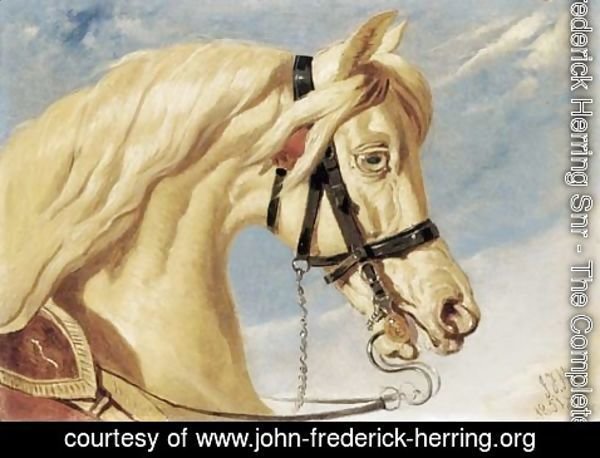 John Frederick Herring Snr - Head of a grey Arab 2