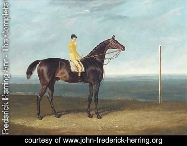 Jack Spigot, a dark bay racehorse with jockey up