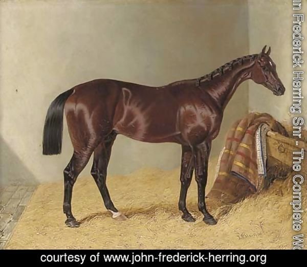 Mango, winner of the 1837 St. Leger Stakes, in a stable