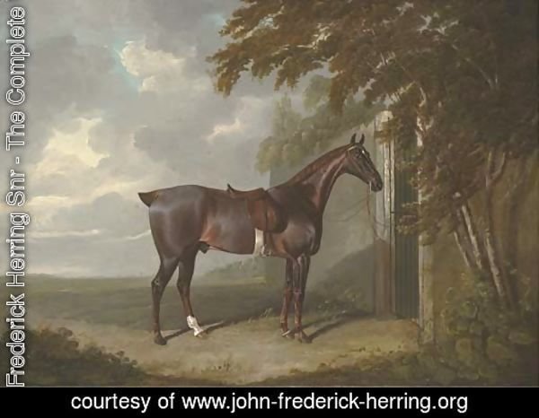 Mr. H.M. Greaves's liver chestnut hunter, tethered to a gate at Page Hall, Yorkshire