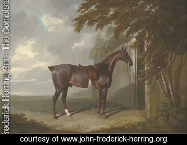 John Frederick Herring Snr - Mr. H.M. Greaves's liver chestnut hunter, tethered to a gate at Page Hall, Yorkshire