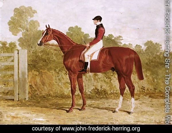 Elis, A Chestnut Racehorse With John Day Snr. Up, By A Gate
