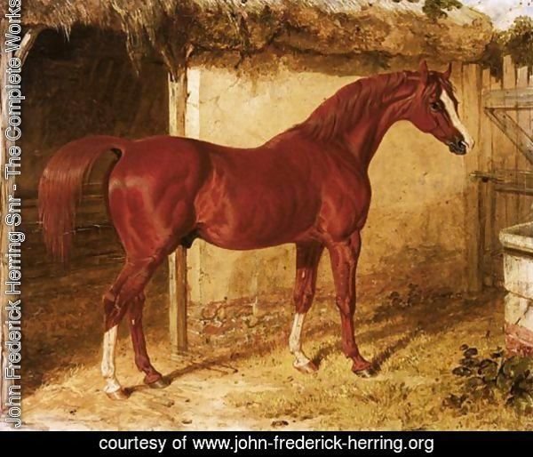 Langar, A Chestnut Racehorse Outside A Stable