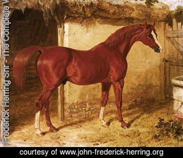 John Frederick Herring Snr - Langar, A Chestnut Racehorse Outside A Stable
