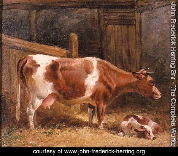 A Cow And Calf In A Stall
