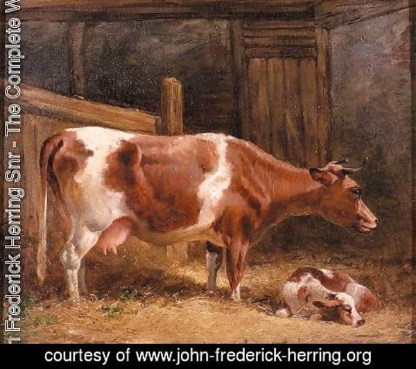 John Frederick Herring Snr - A Cow And Calf In A Stall