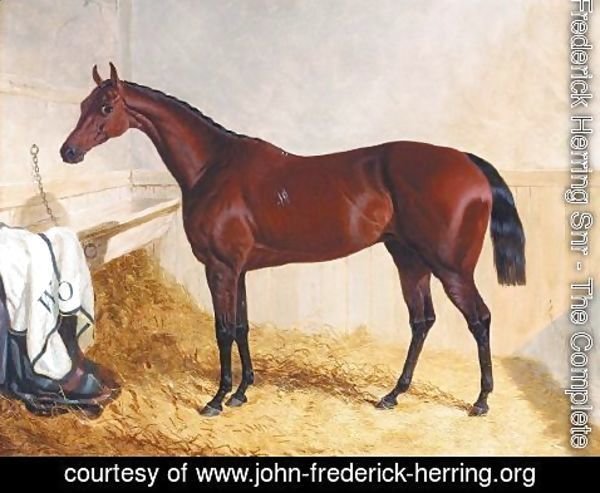 John Frederick Herring Snr - Mr William Orde's Bay Filly Bees-Wing In A Loose Box