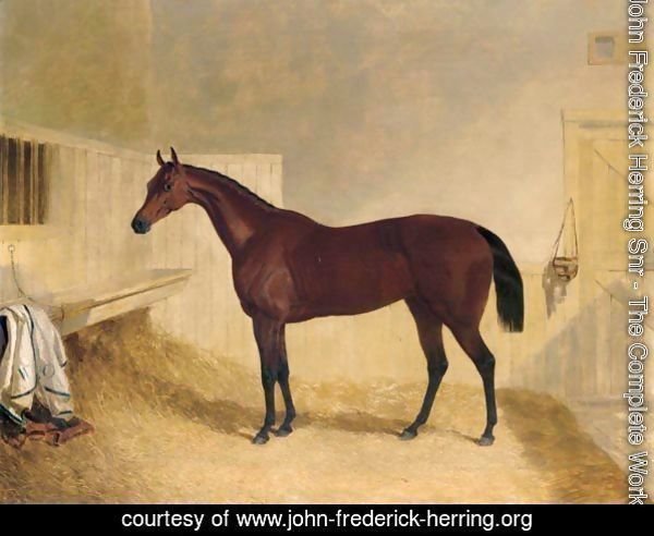 Mr William Orde's Bay Filly Bees-Wing In A Loose Box 2