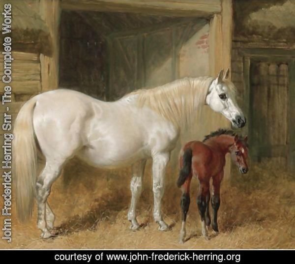 A Grey Mare And Her Foal In A Loose Box