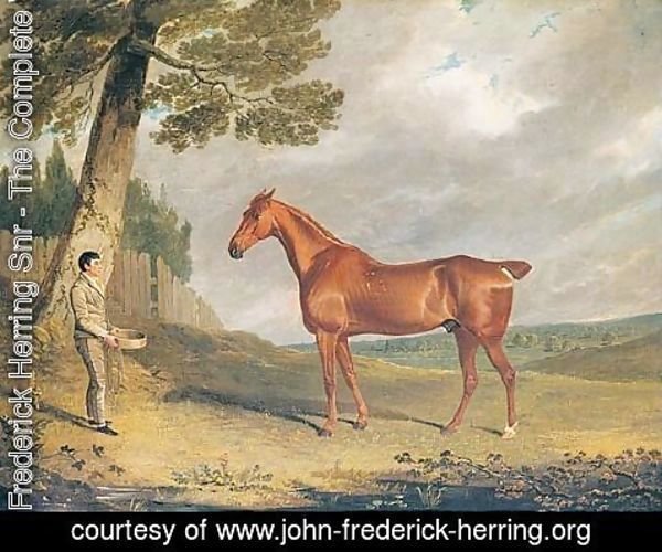 John Frederick Herring Snr - A Chestnut Hunter And Groom In A Landscape